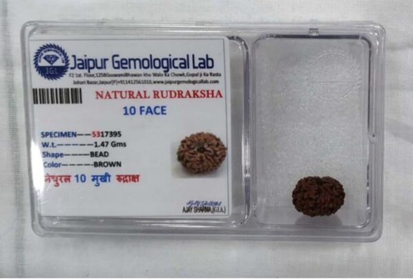 Original 10 mukhi Himalayan Rudraksha with Gemological Lab certificate